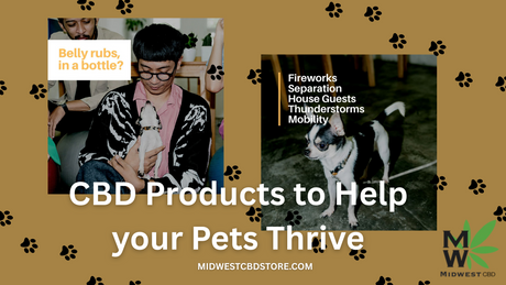 How CBD Products Can Help Pets Thrive: A Guide for Pet Owners