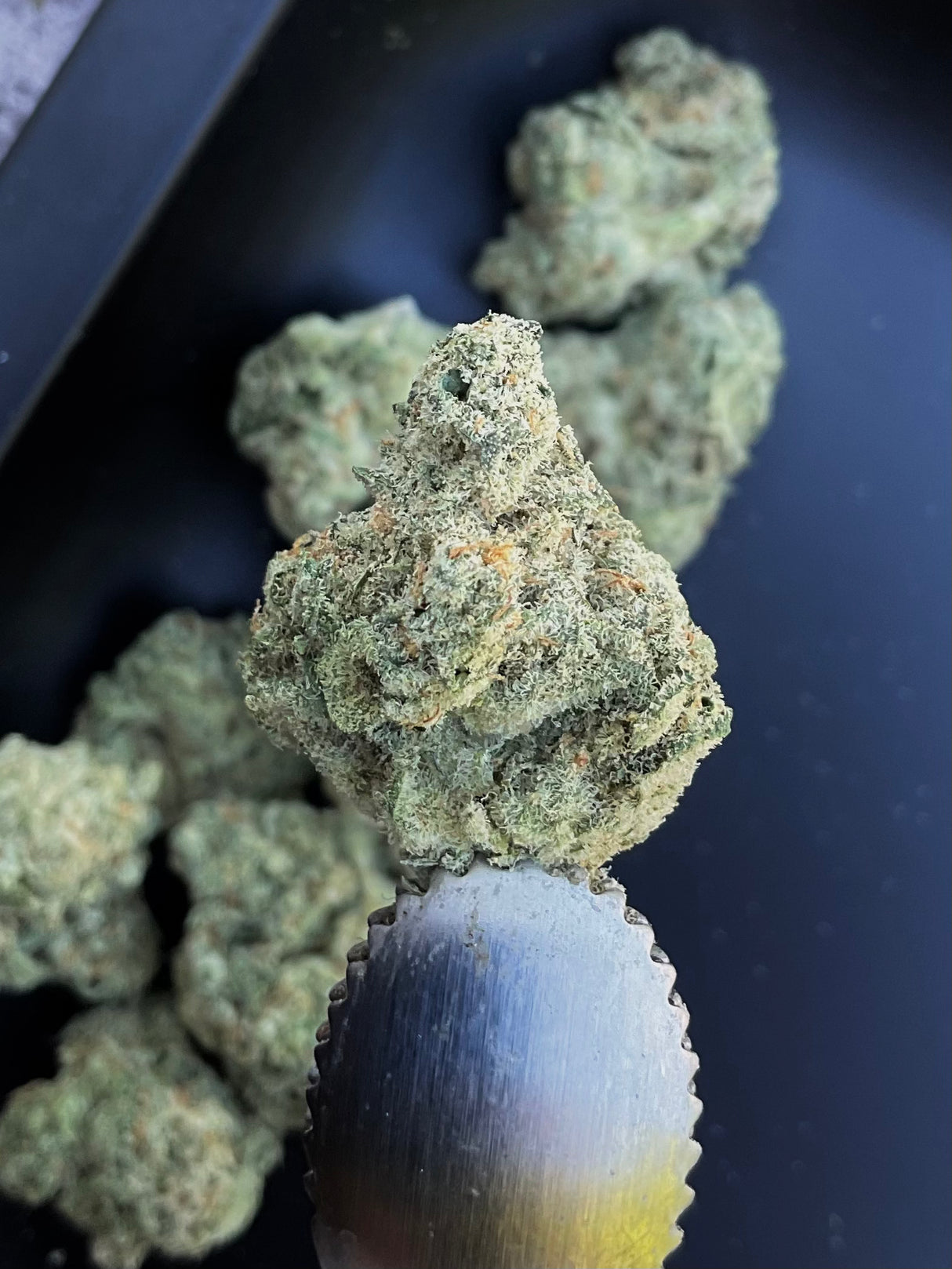 OG Kush Breath "OGKB" THCa Indoor Exotic Flower
