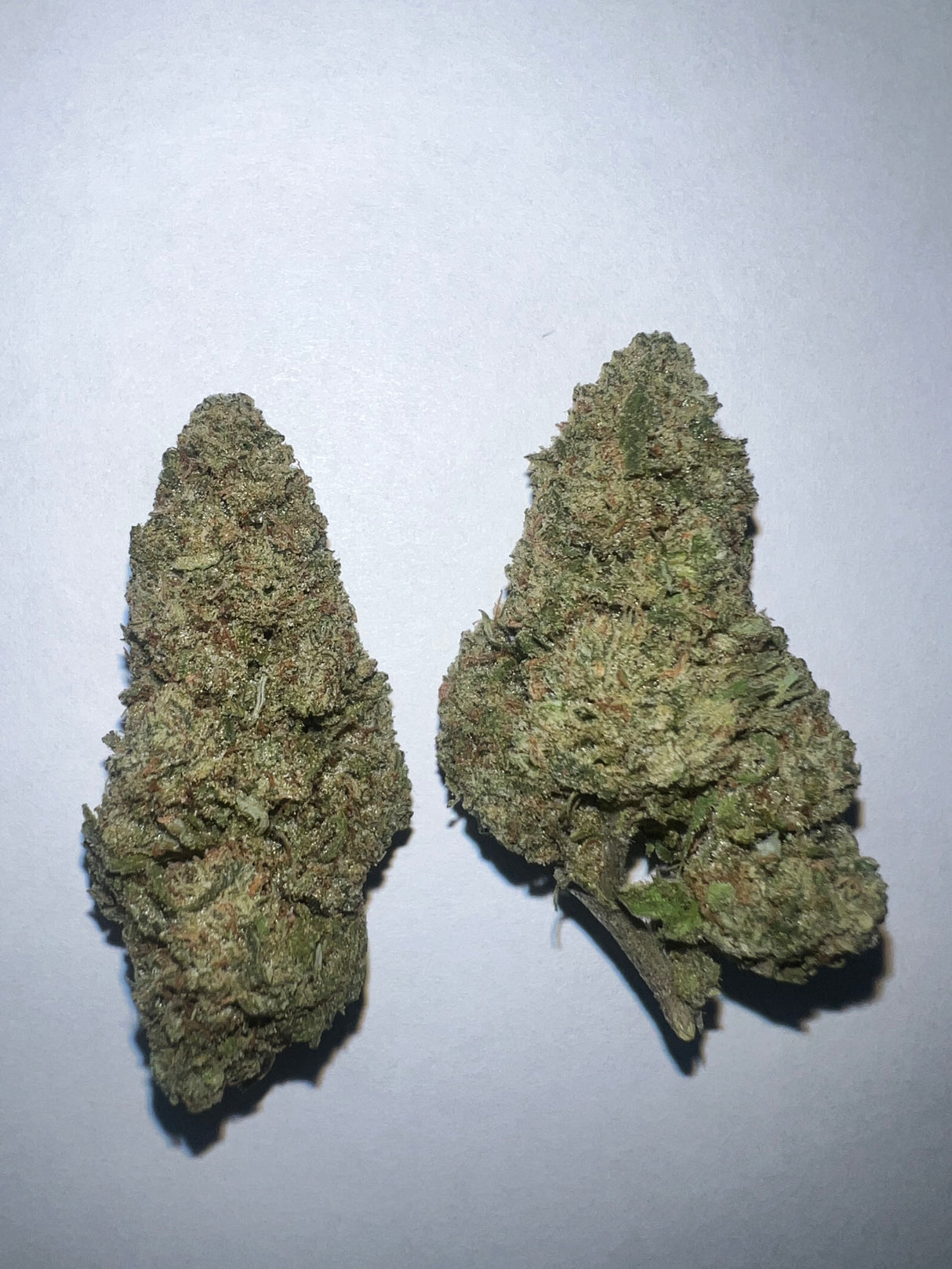 Image of the Flower Bud of the Blue Dream