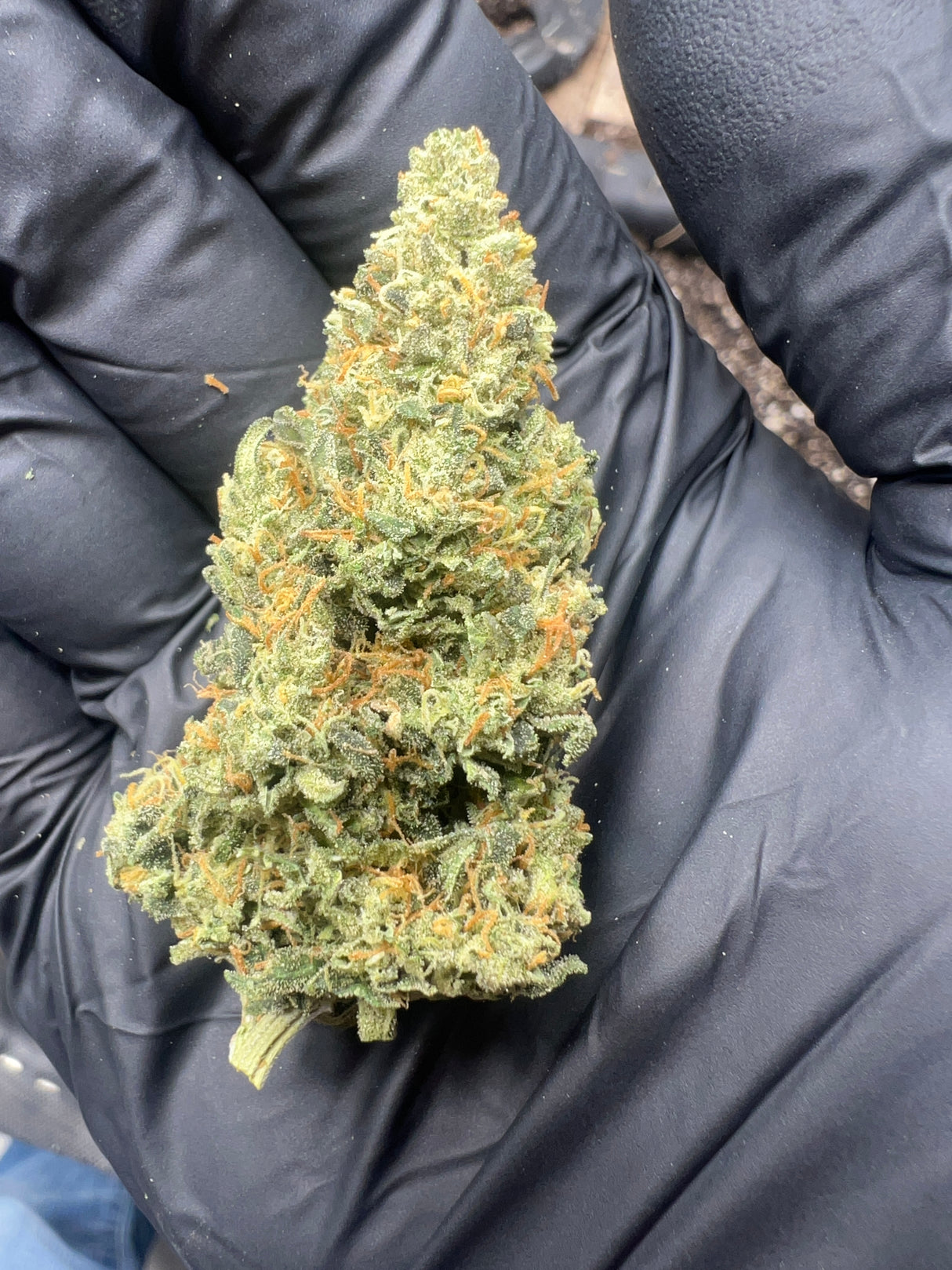 Midwest CBD Badazz Cheese Organic THCa Indoor Flower SALE