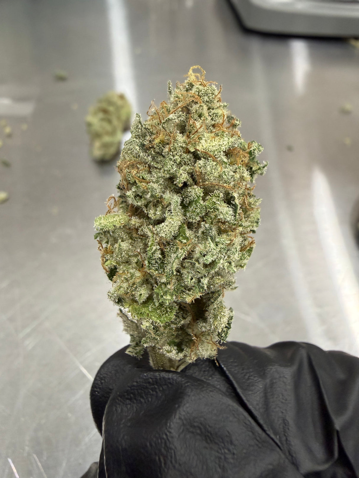 Midwest CBD Pre-98 Bubba Kush Premium Indoor Organic Soil Thca Flower