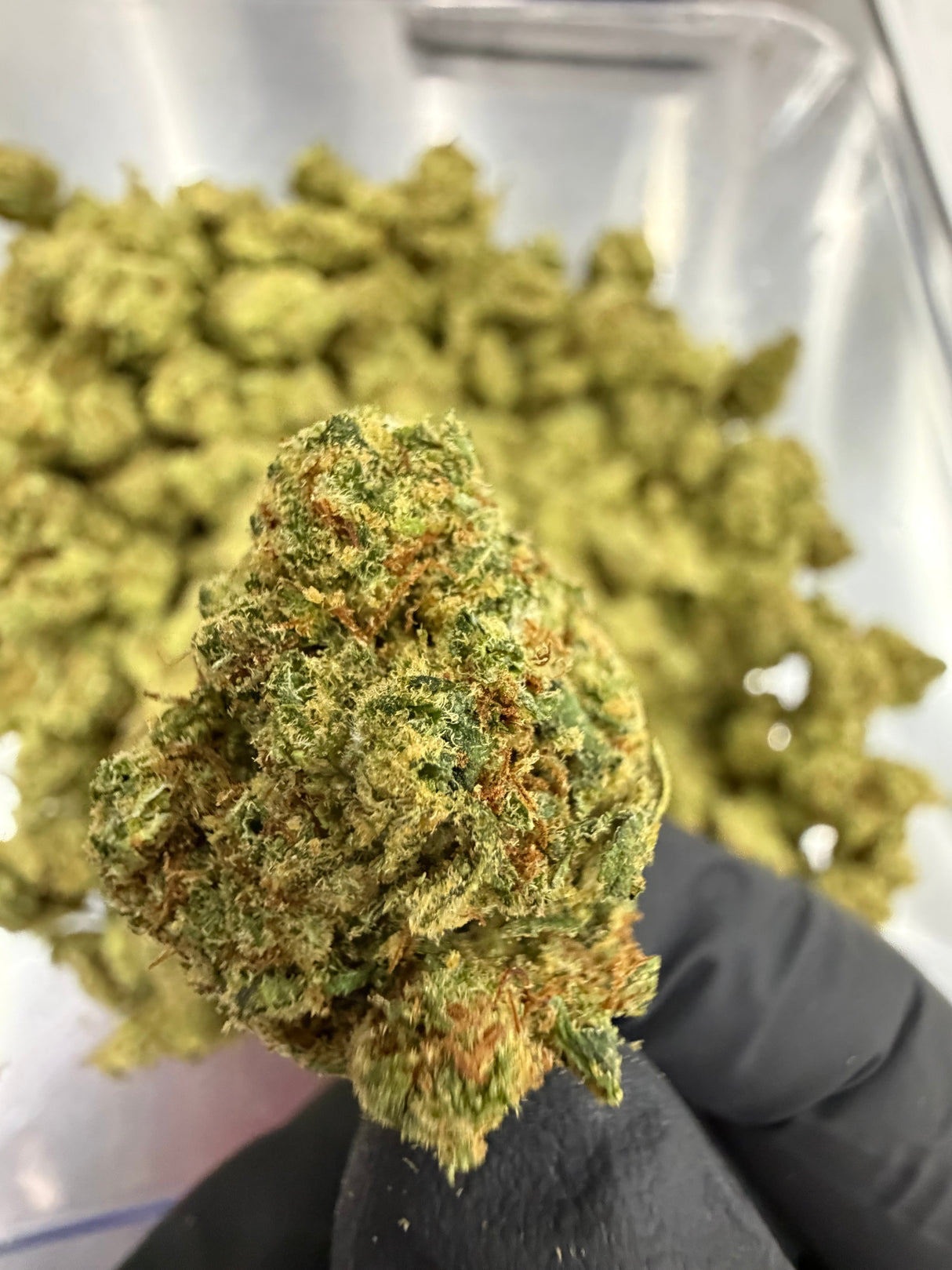 Jacks Cleaner THCa Private Reserve Indoor Exotic Flower