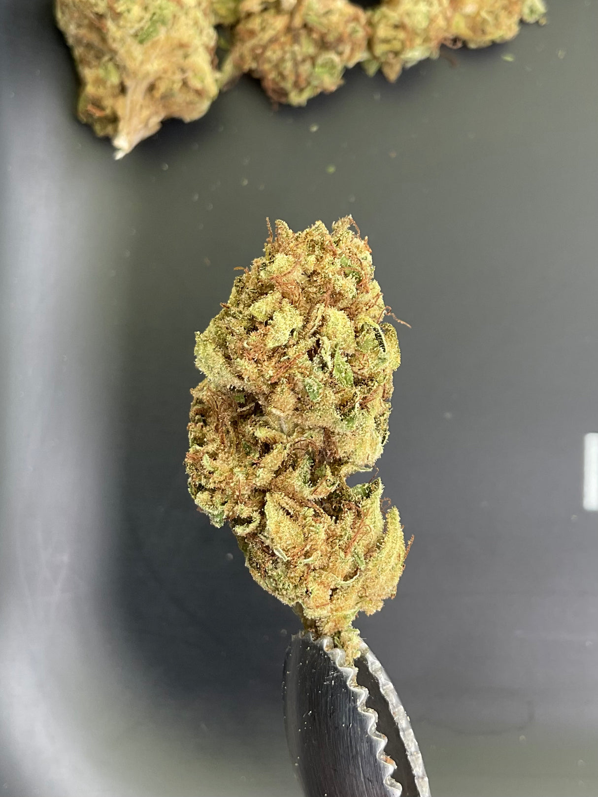 SALE! Midwest CBD Hellz Candy Organic Greenhouse Thca Flower