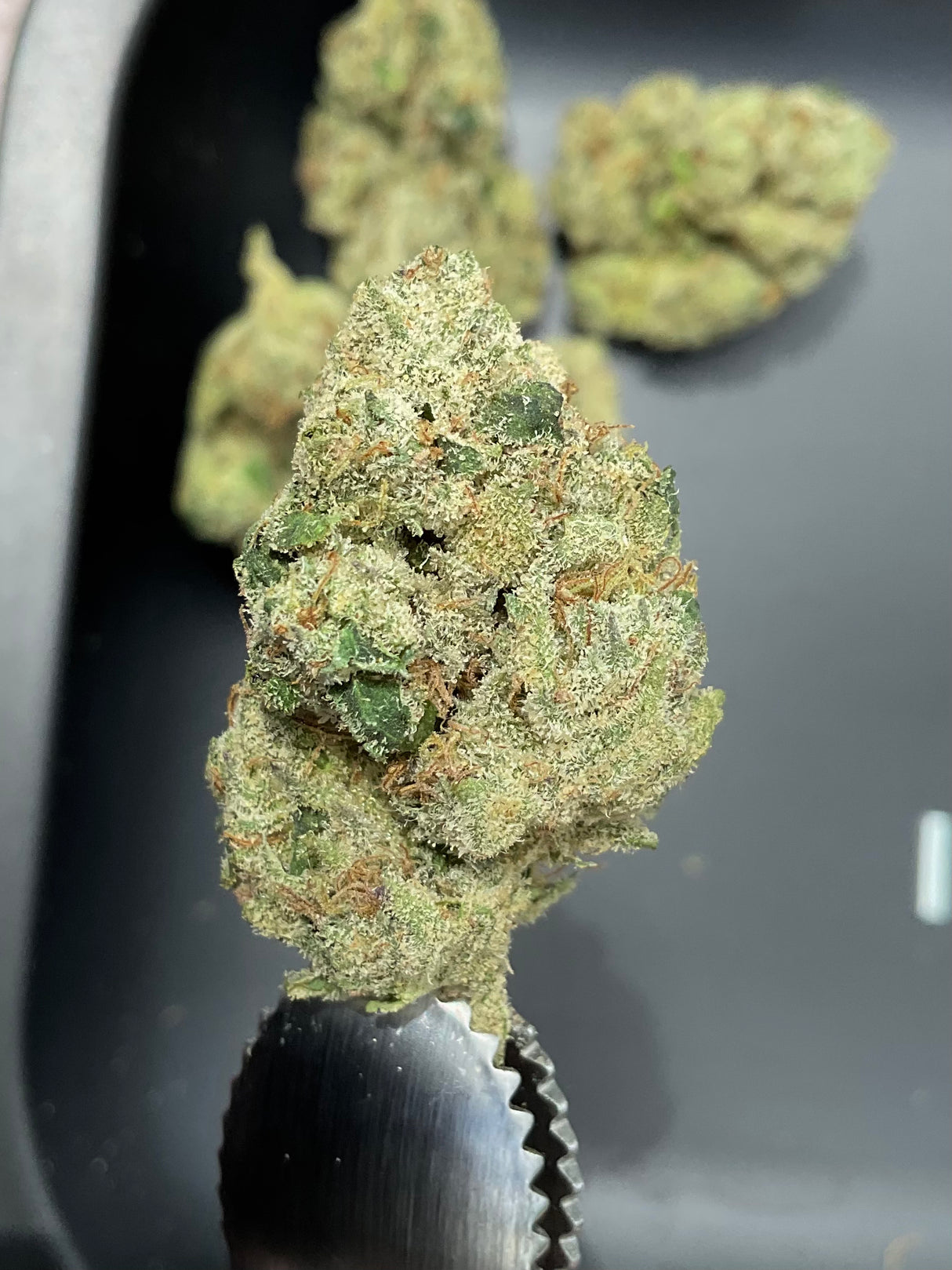 Blue Nerds